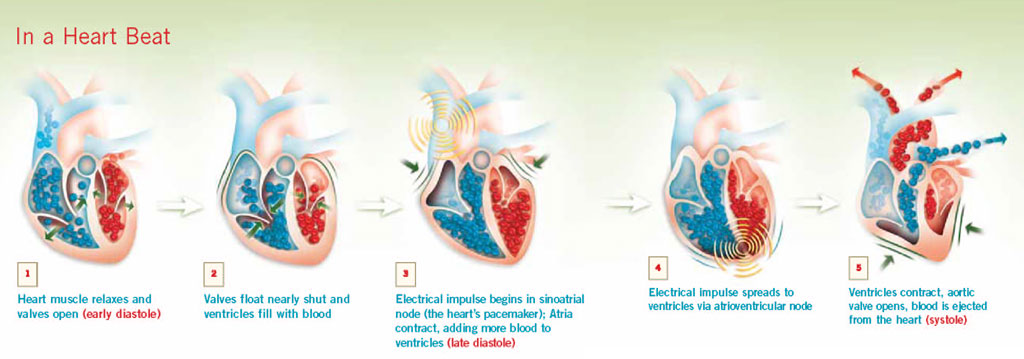  In A Heart Beat Diagram